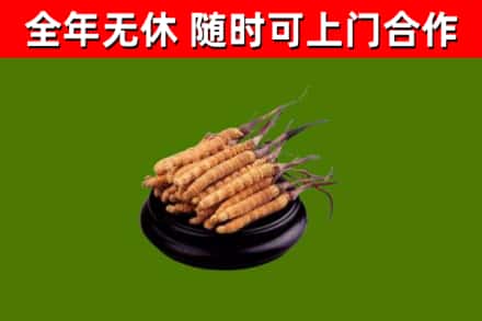 峨边烟酒回收冬虫夏草.jpg