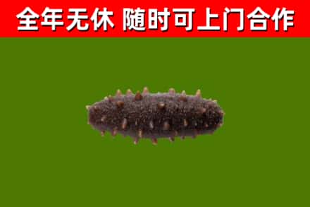 峨边烟酒回收干海参.jpg